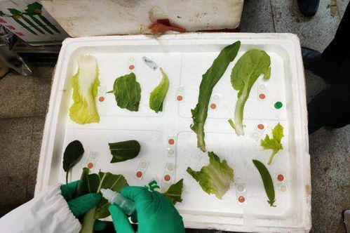 七里河區(qū)食品藥品檢驗(yàn)檢測(cè)中心 強(qiáng)化食用農(nóng)產(chǎn)品及食品快速檢測(cè) 筑牢食品安全防線